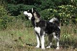 ALASKAN MALAMUTE 385